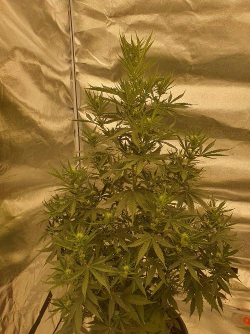My first grow. Week 8