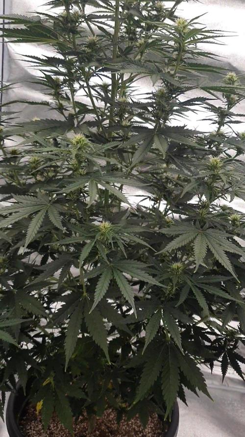 My first grow. Week 8