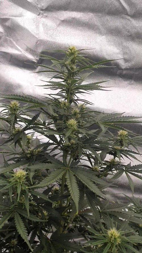 My first grow. Week 9