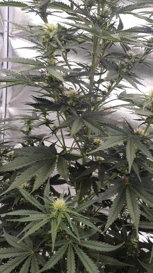 My first grow. Week 9