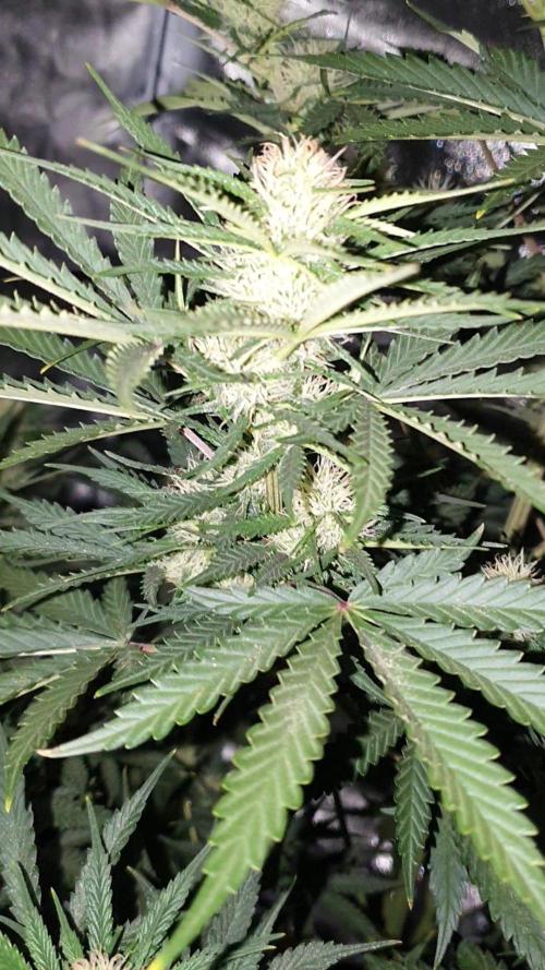 My first grow. Week 9