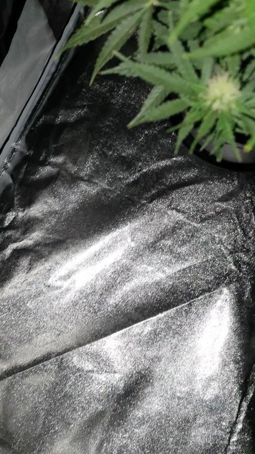 My first grow