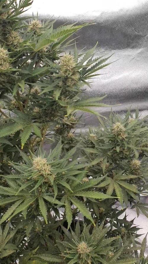 My first grow