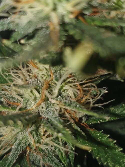 My first grow. Week 11
