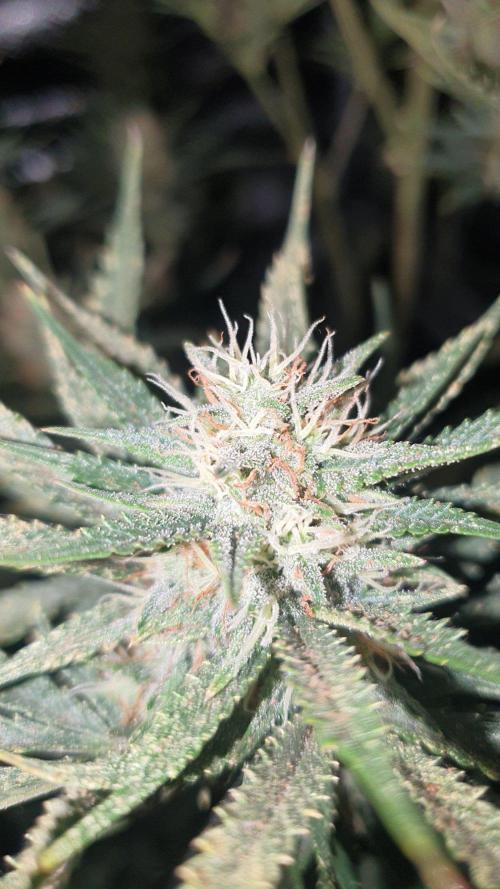 My first grow. Week 11