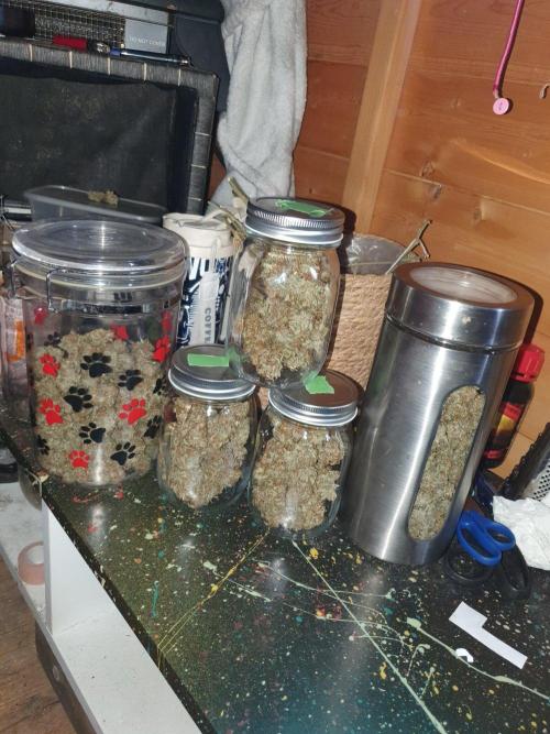 My first grow. Week 13