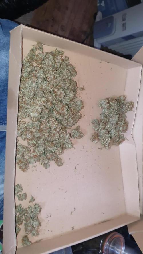 My first grow
