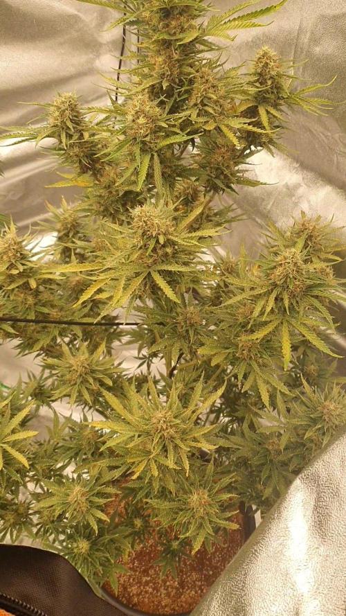 My first grow. Week 10