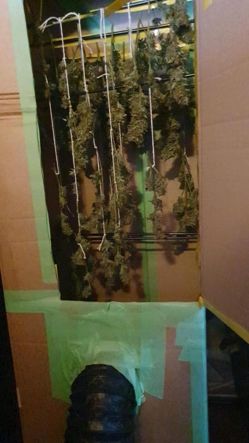 My first grow. Week 13