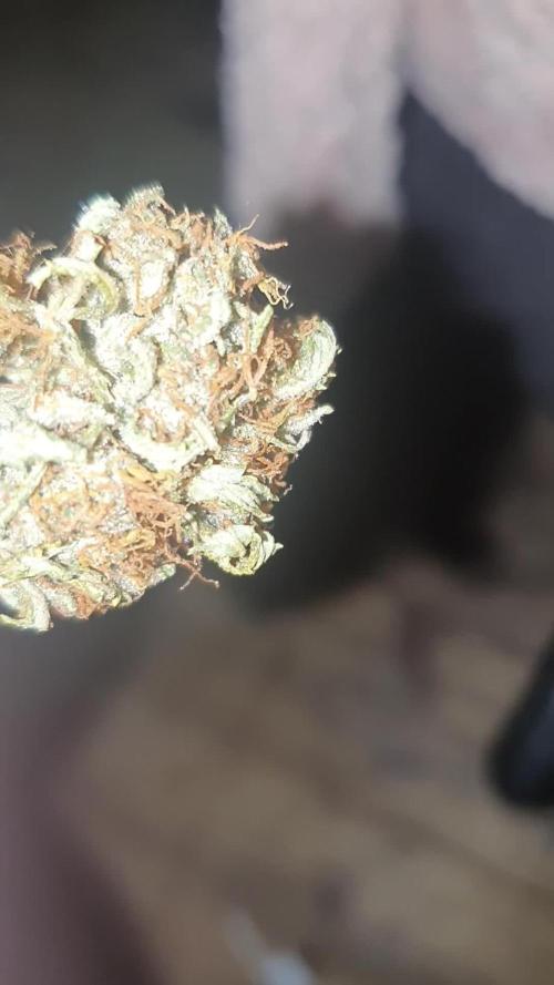 My first grow