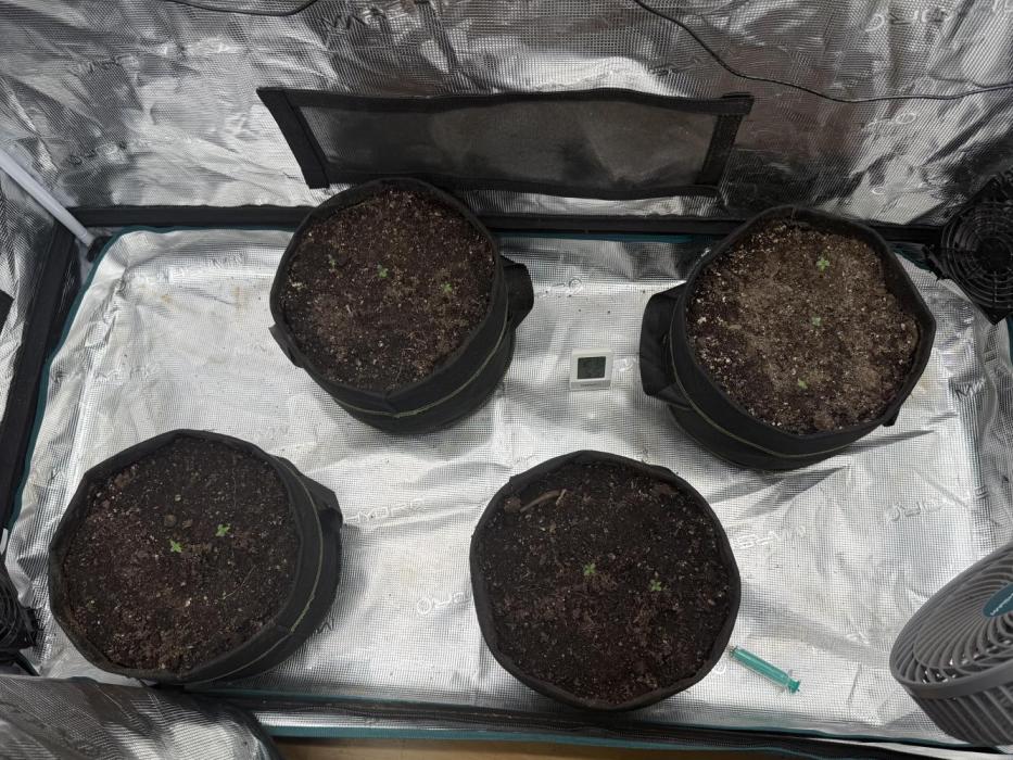 mix pack/random seeds/phenotype hunting. Week 0 - actually idk the strains , just phenotype hunting 