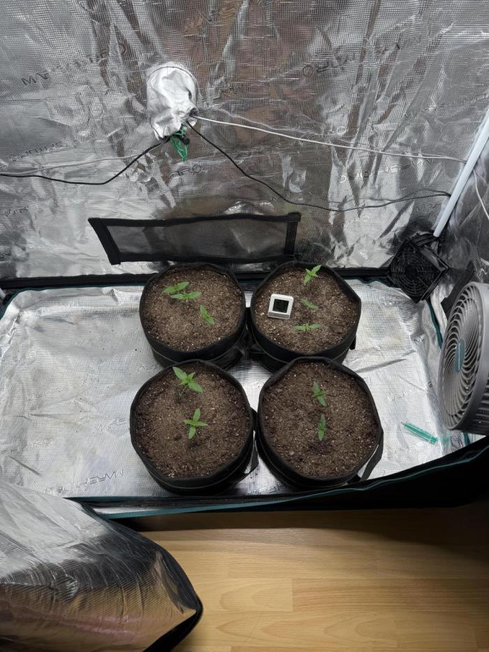 mix pack/random seeds/phenotype hunting. Week 1 - 6th day