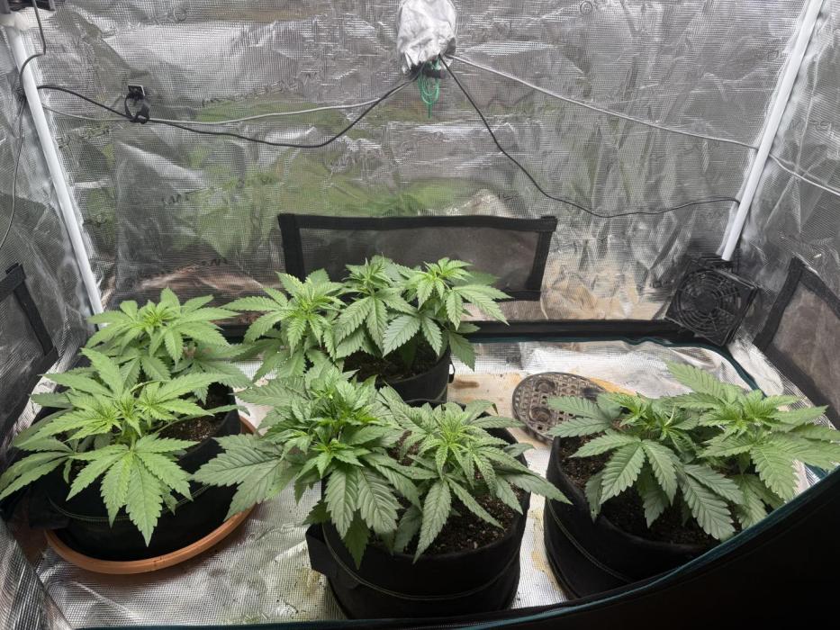 mix pack/random seeds/phenotype hunting. Week 3 - 20th day
