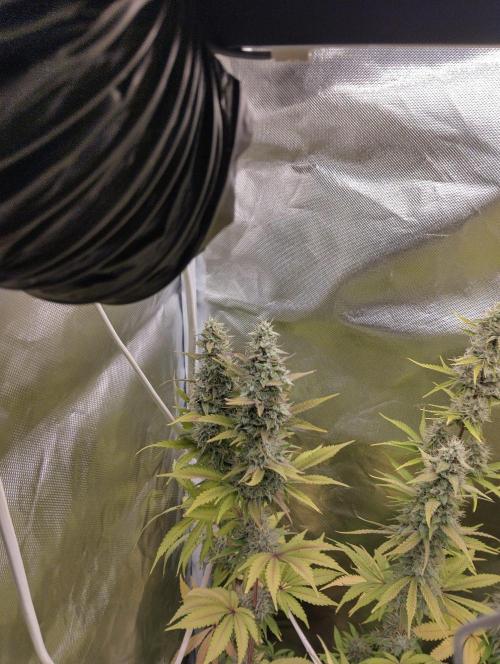ellenj1. Week 11