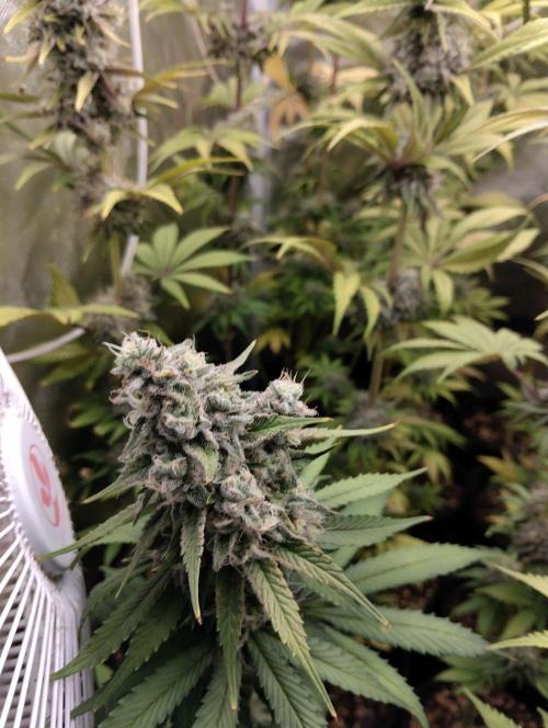 ellenj1. Week 11