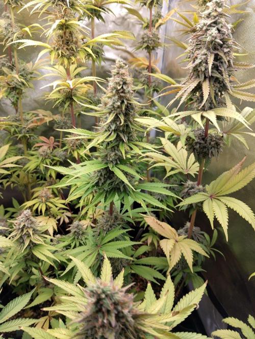 ellenj1. Week 11