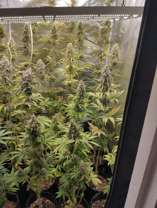 ellenj1. Week 11