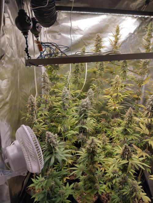 ellenj1. Week 11