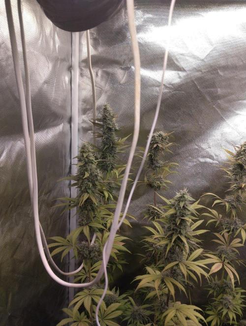 ellenj1. Week 12