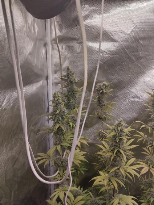 ellenj1. Week 12