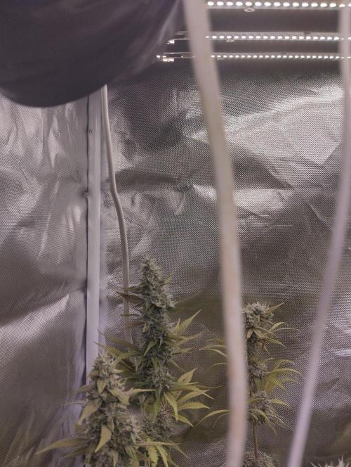 ellenj1. Week 12
