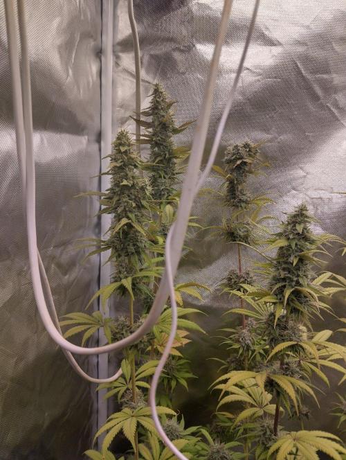 ellenj1. Week 12