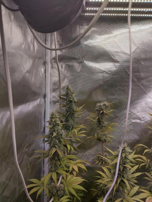 ellenj1. Week 12