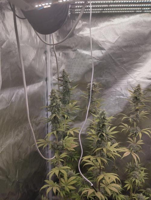 ellenj1. Week 12