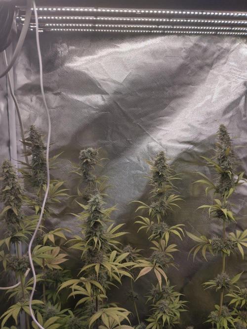 ellenj1. Week 12