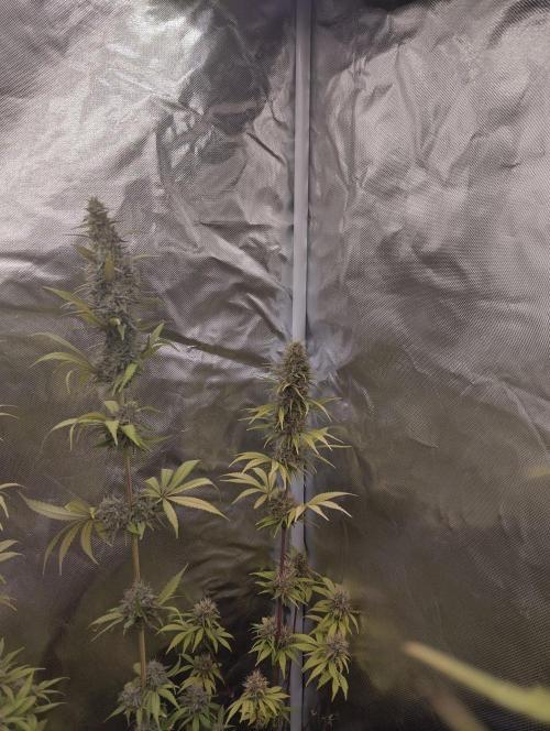 ellenj1. Week 12