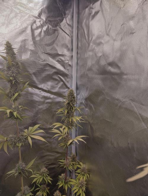 ellenj1. Week 12