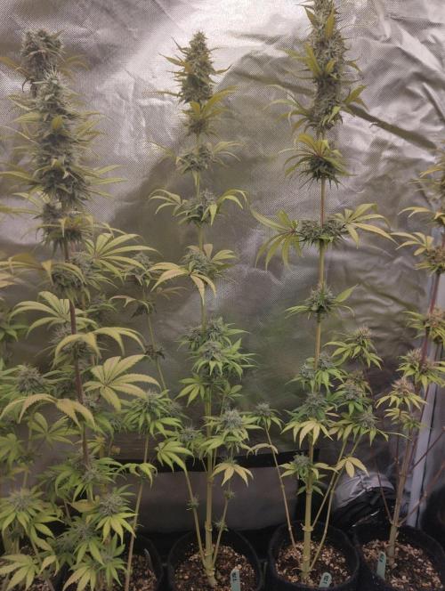 ellenj1. Week 12