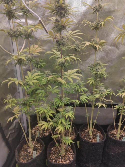 ellenj1. Week 12