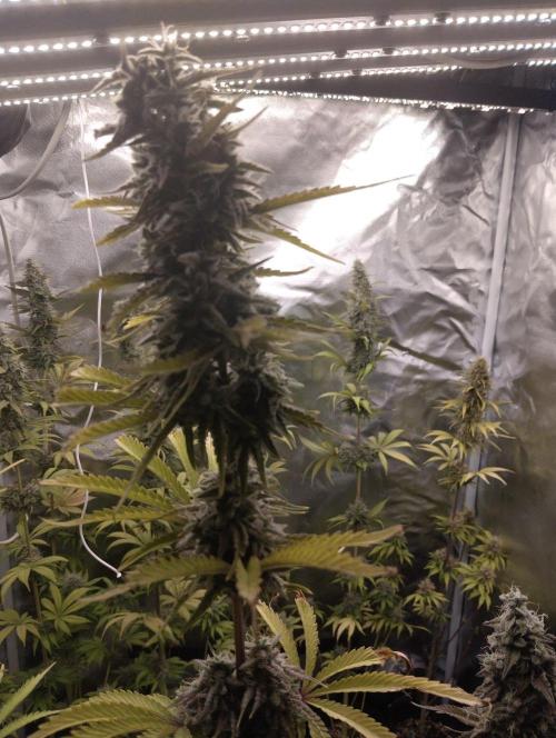 ellenj1. Week 12