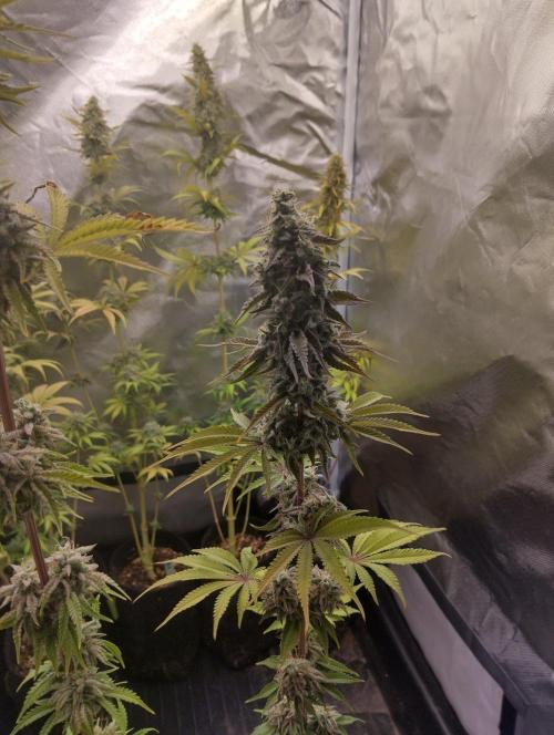 ellenj1. Week 12