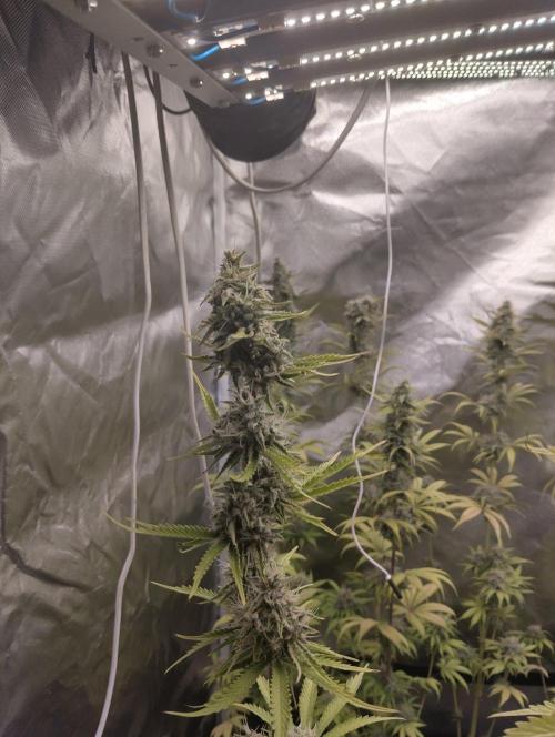 ellenj1. Week 12