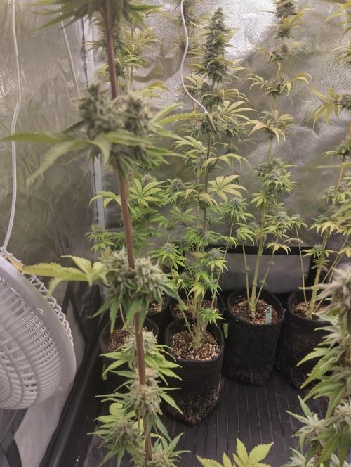 ellenj1. Week 12