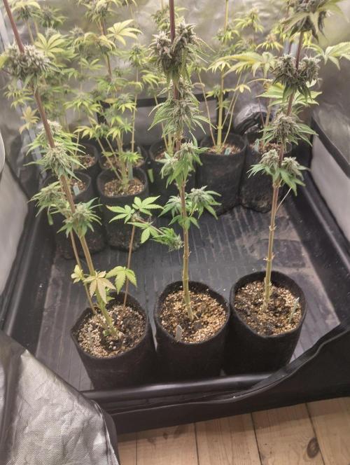 ellenj1. Week 12