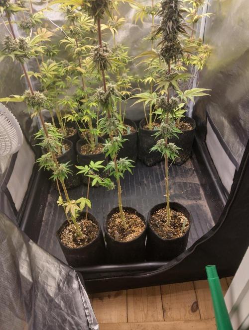 ellenj1. Week 12