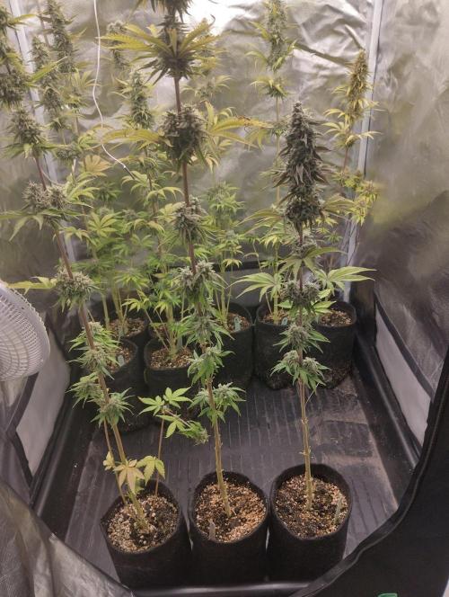ellenj1. Week 12