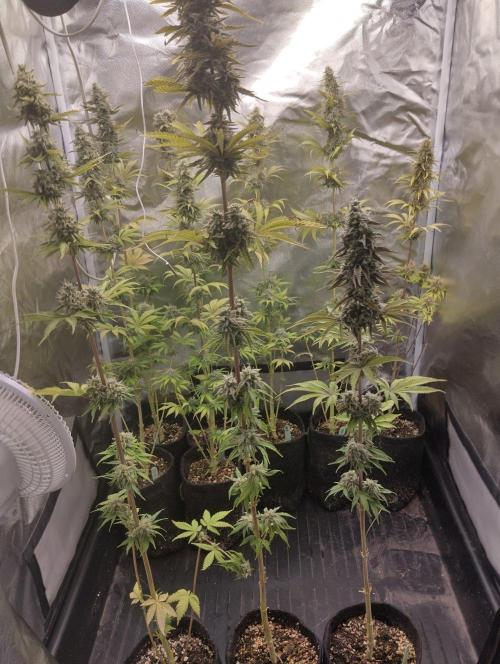 ellenj1. Week 12