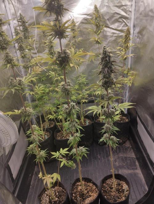 ellenj1. Week 12