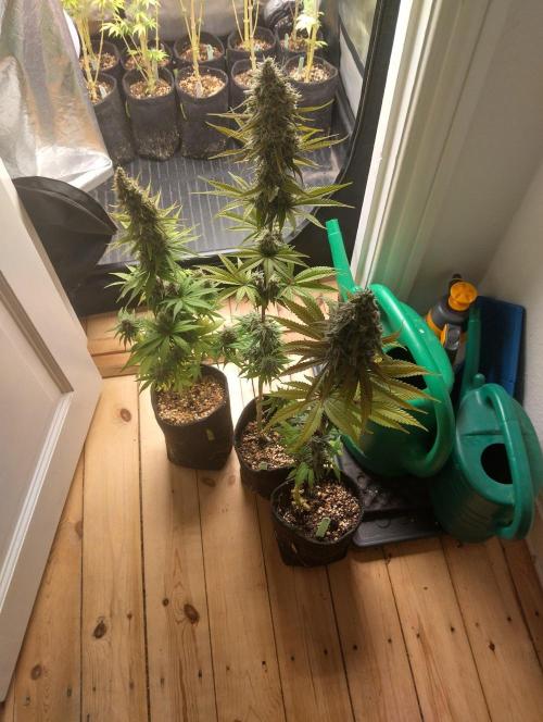 ellenj1. Week 12