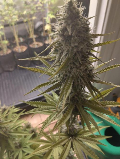 ellenj1. Week 12