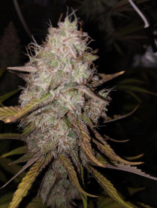 ellenj1. Week 13