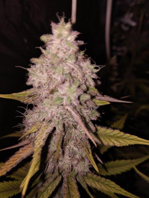 ellenj1. Week 13