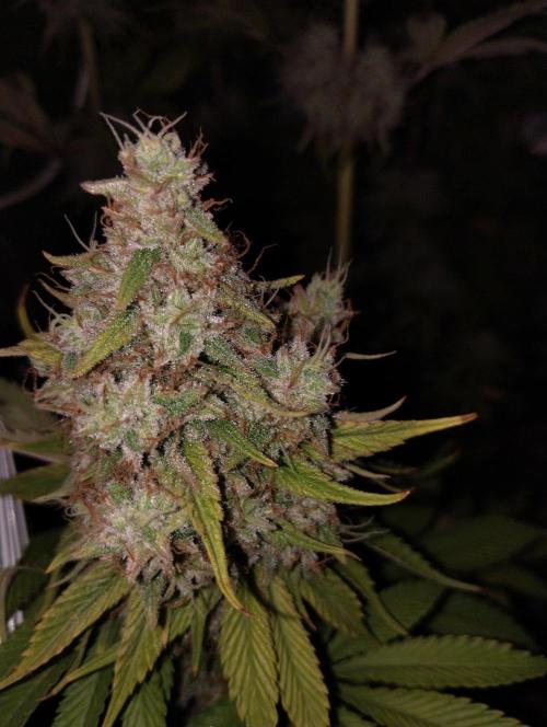 ellenj1. Week 13