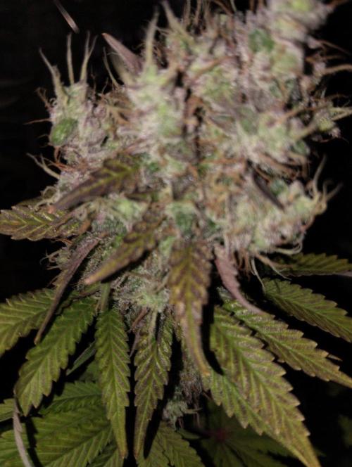 ellenj1. Week 13