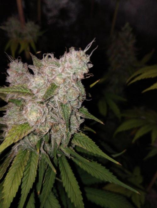 ellenj1. Week 13