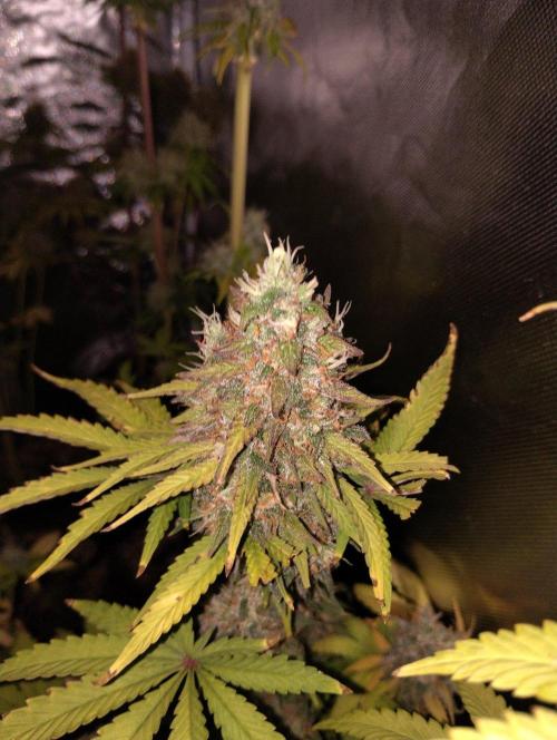 ellenj1. Week 13
